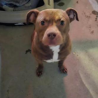 Falcon, Adoptable, Adult Male Pit Bull Terrier.