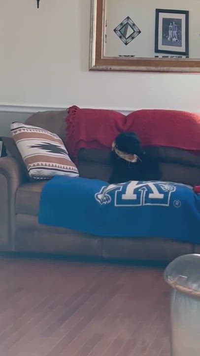 Enlarge Charles, a Adopted mixed breed in Chepachet, RI video 4/8