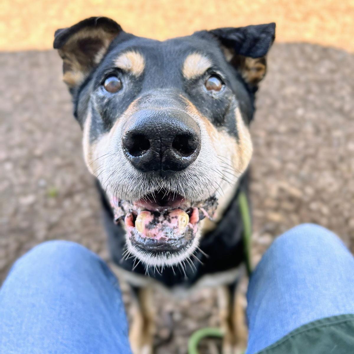 Tuscany, a Adopted Shepherd in Oakland, CA image 1/3