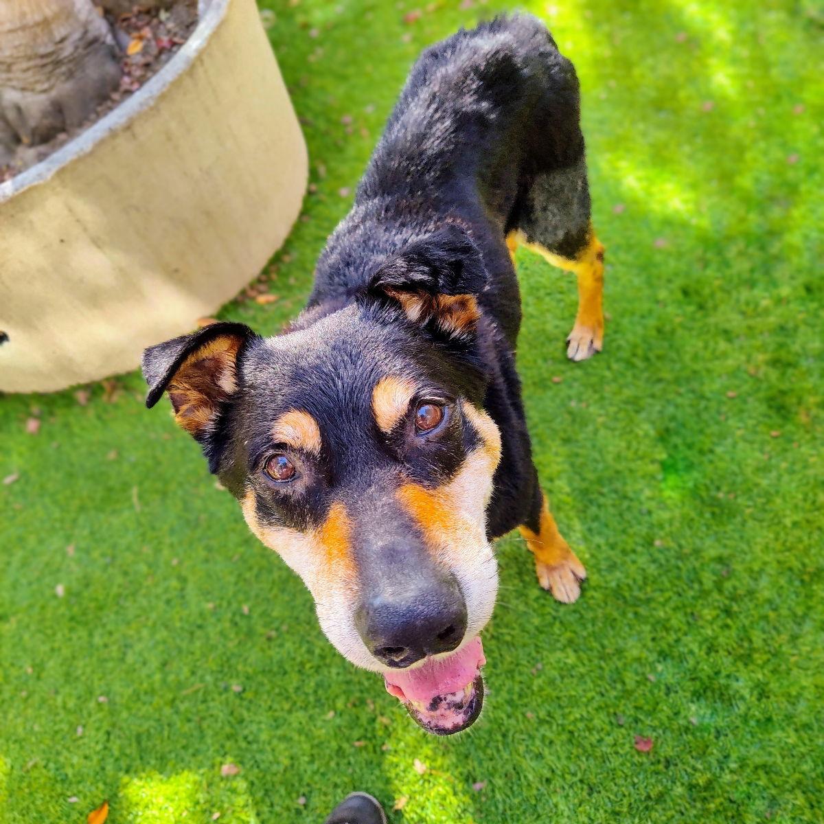 Tuscany, a Adopted Shepherd in Oakland, CA image 2/3