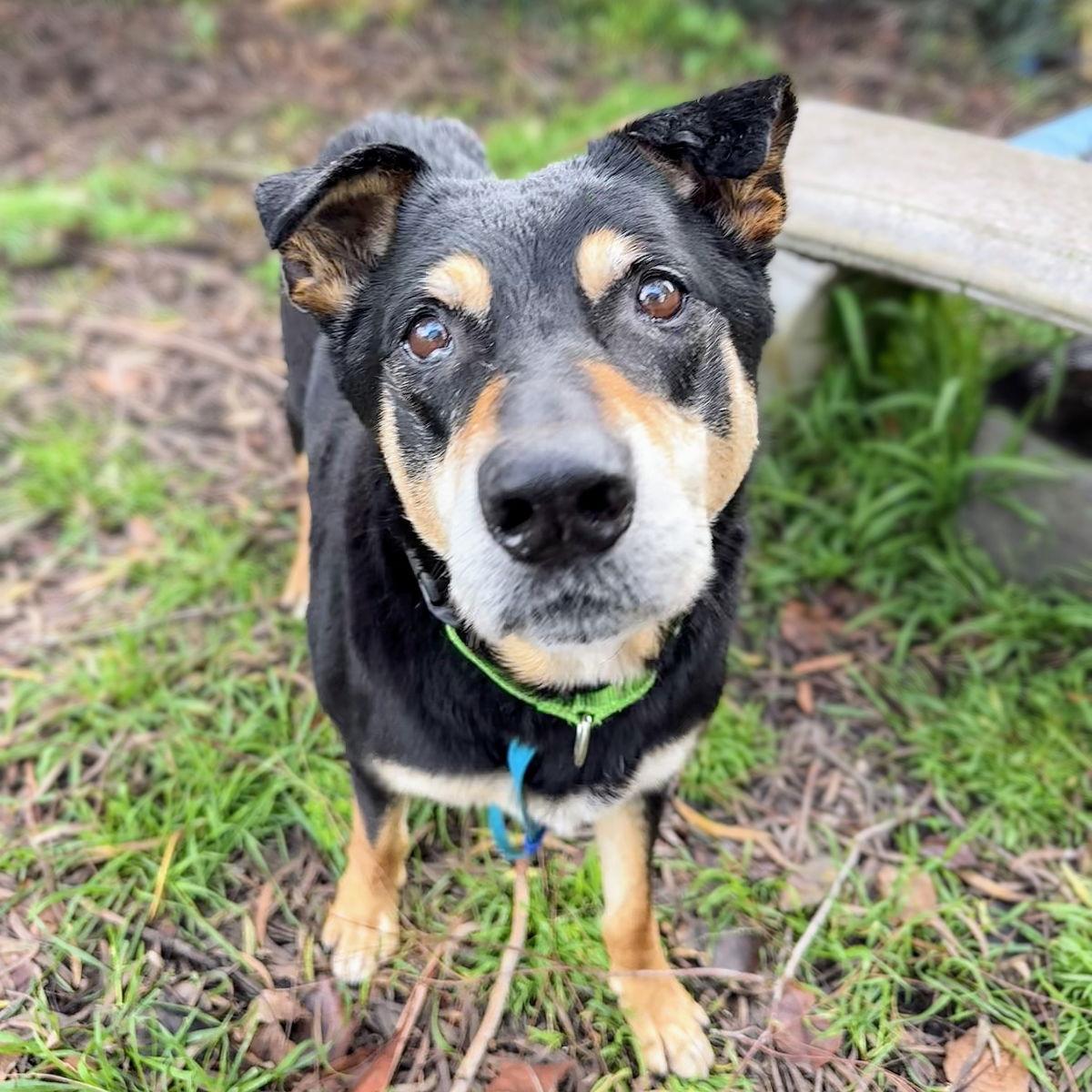 Tuscany, a Adopted Shepherd in Oakland, CA image 3/3