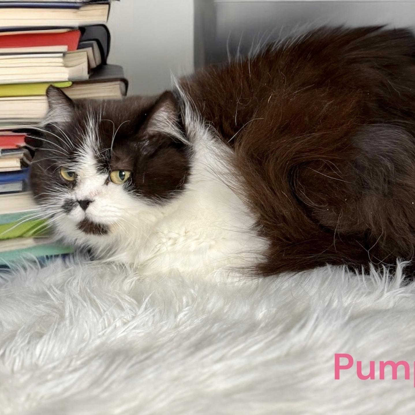 Pumpkin, an adoptable Persian in Bentonville, AR, 72712 | Photo Image 1