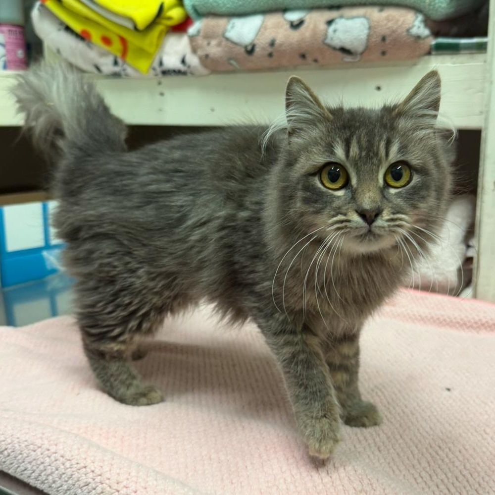 Odette, Adopted, Adult Female Domestic Long Hair.