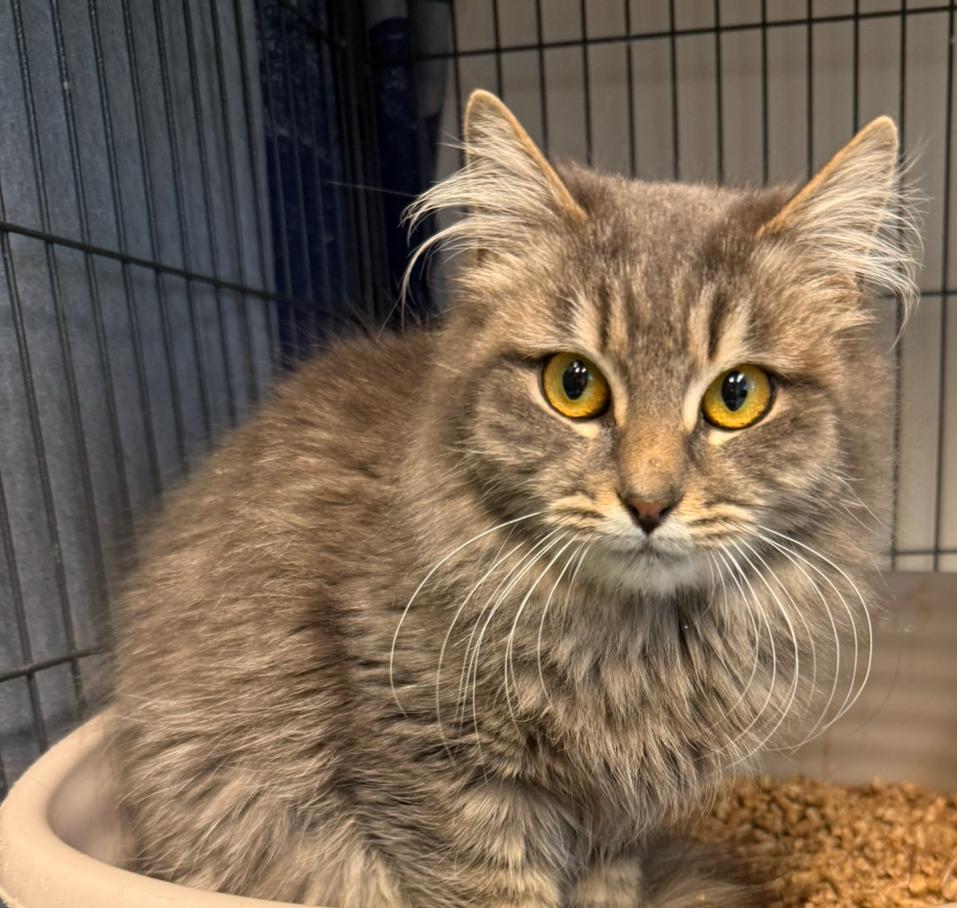 Enlarge Odette, a Adopted mixed breed in New Windsor, NY image 2/2