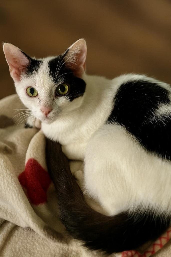 Allora, Adoptable, Kitten Female Domestic Short Hair.