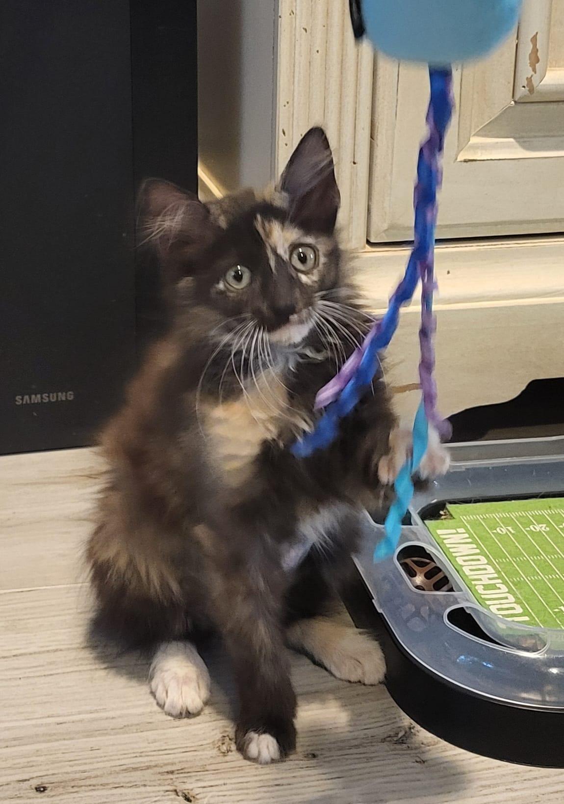 Enlarge Jinx, an adopted Domestic Long Hair in Kissimmee, FL image 2/3