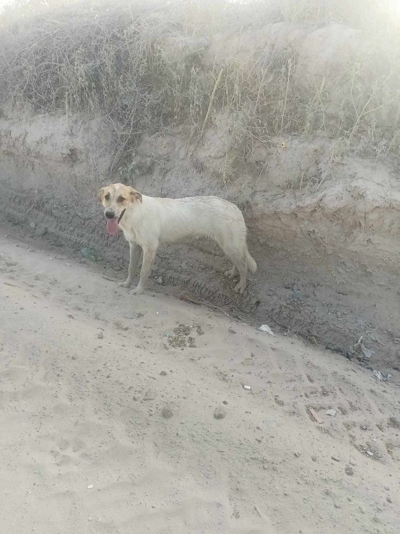 Texas Sunshine, Adopted, Adult Female Saluki & Collie.