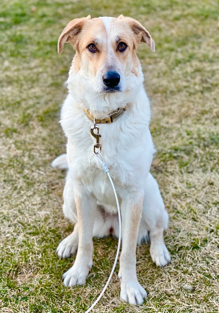 Texas Sunshine, a Adopted mixed breed in Griswold, CT image 2/6
