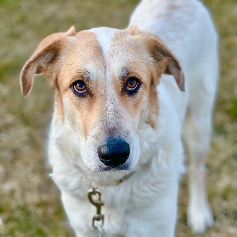 Texas Sunshine, a Adopted mixed breed in Griswold, CT image 3/6