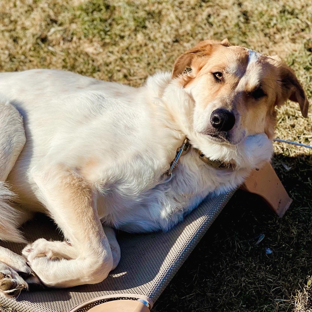 Texas Sunshine, a Adopted mixed breed in Griswold, CT image 6/6