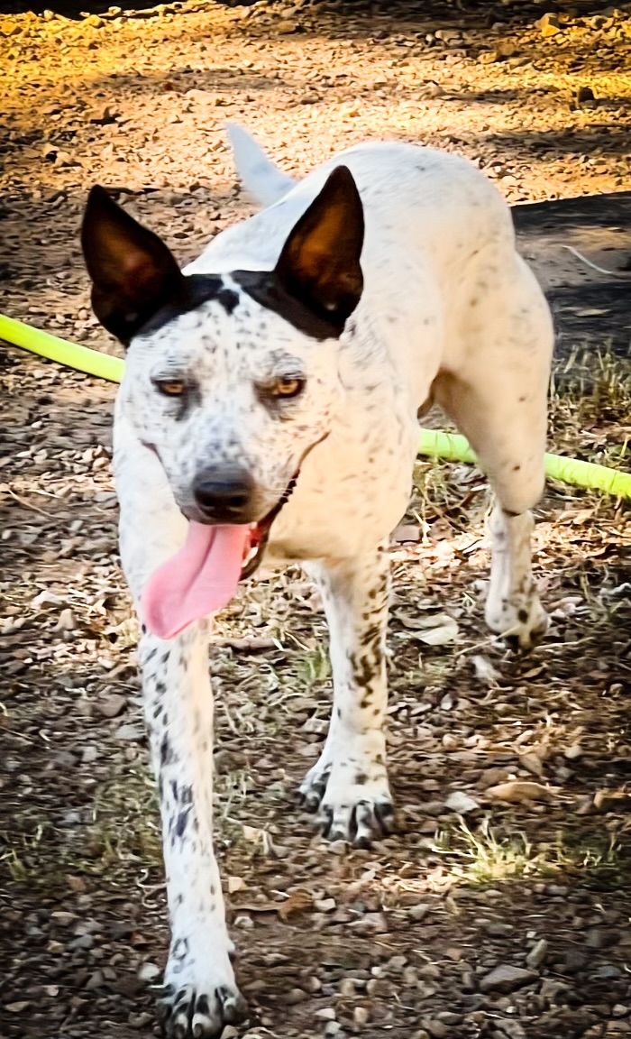 Savoy, Adoptable, Adult Male Australian Cattle Dog / Blue Heeler.