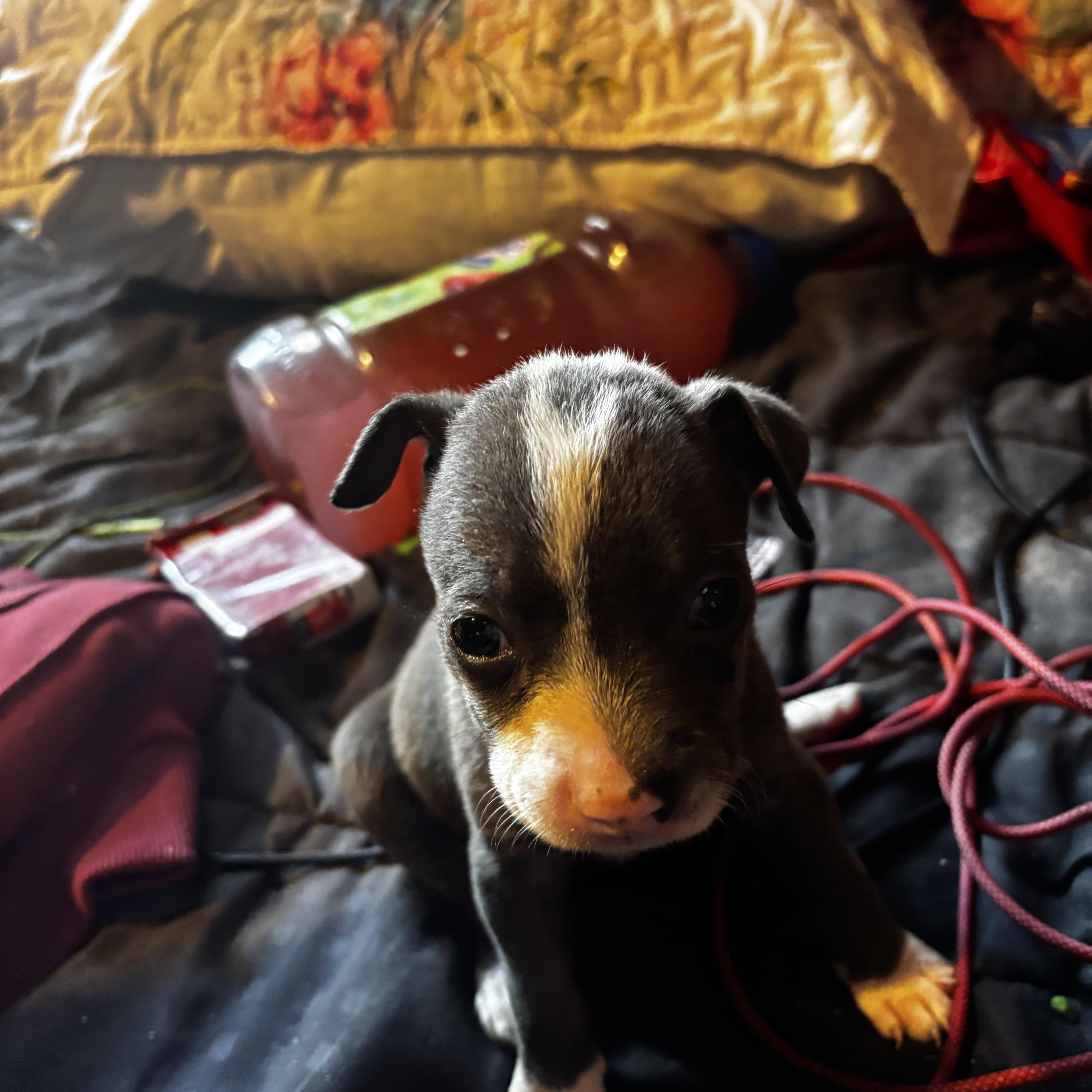Enlarge Rebel, an adopted mixed breed in Lancaster, CA image 1/3
