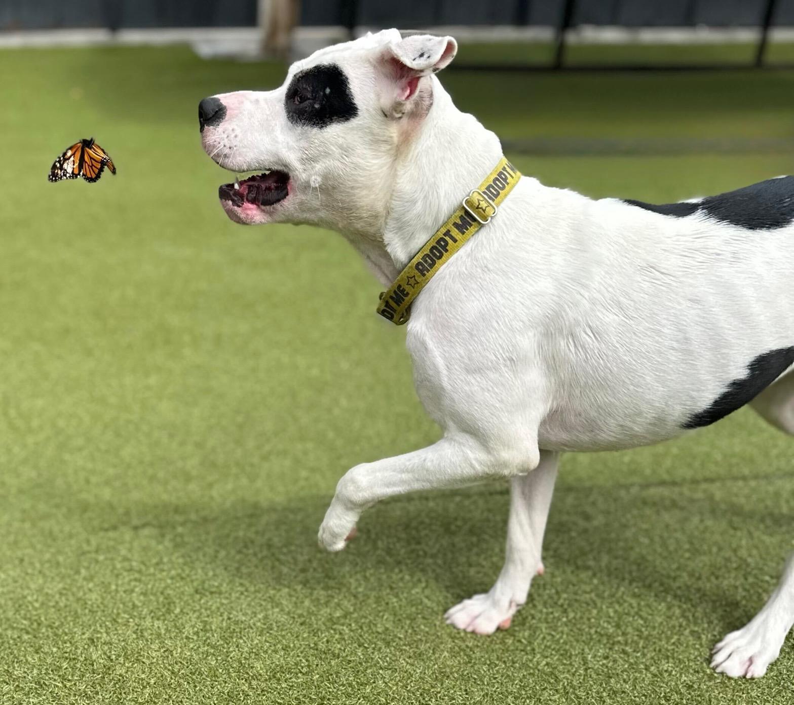 Enlarge Odie (has a secret talent), a Adoptable mixed breed in Brooklyn, NY image 2/6