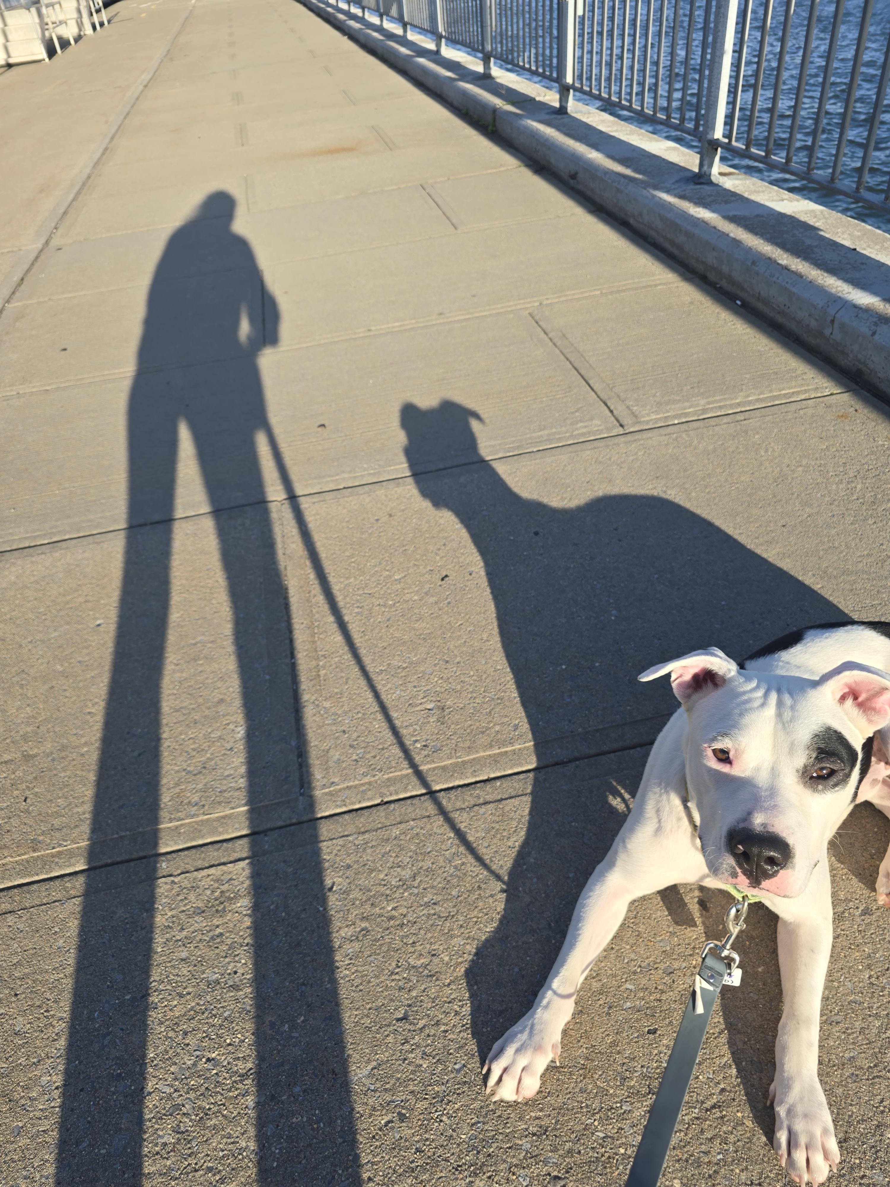 Enlarge Odie (has a secret talent), a Adoptable mixed breed in Brooklyn, NY image 6/6