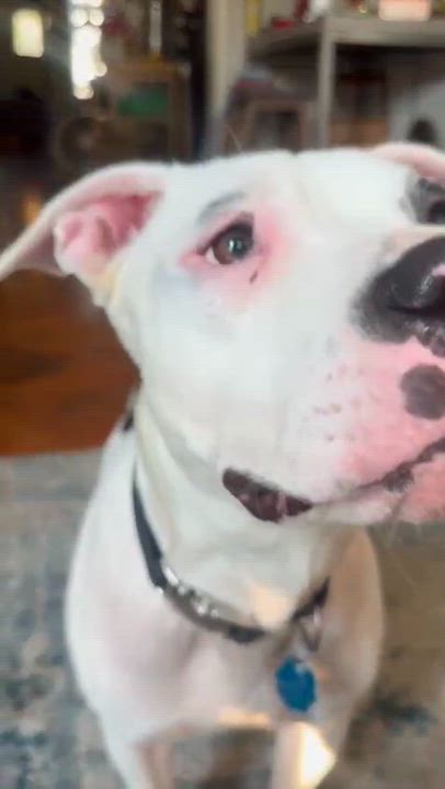 Enlarge Odie (has a secret talent), a Adoptable mixed breed in Brooklyn, NY video 4/6