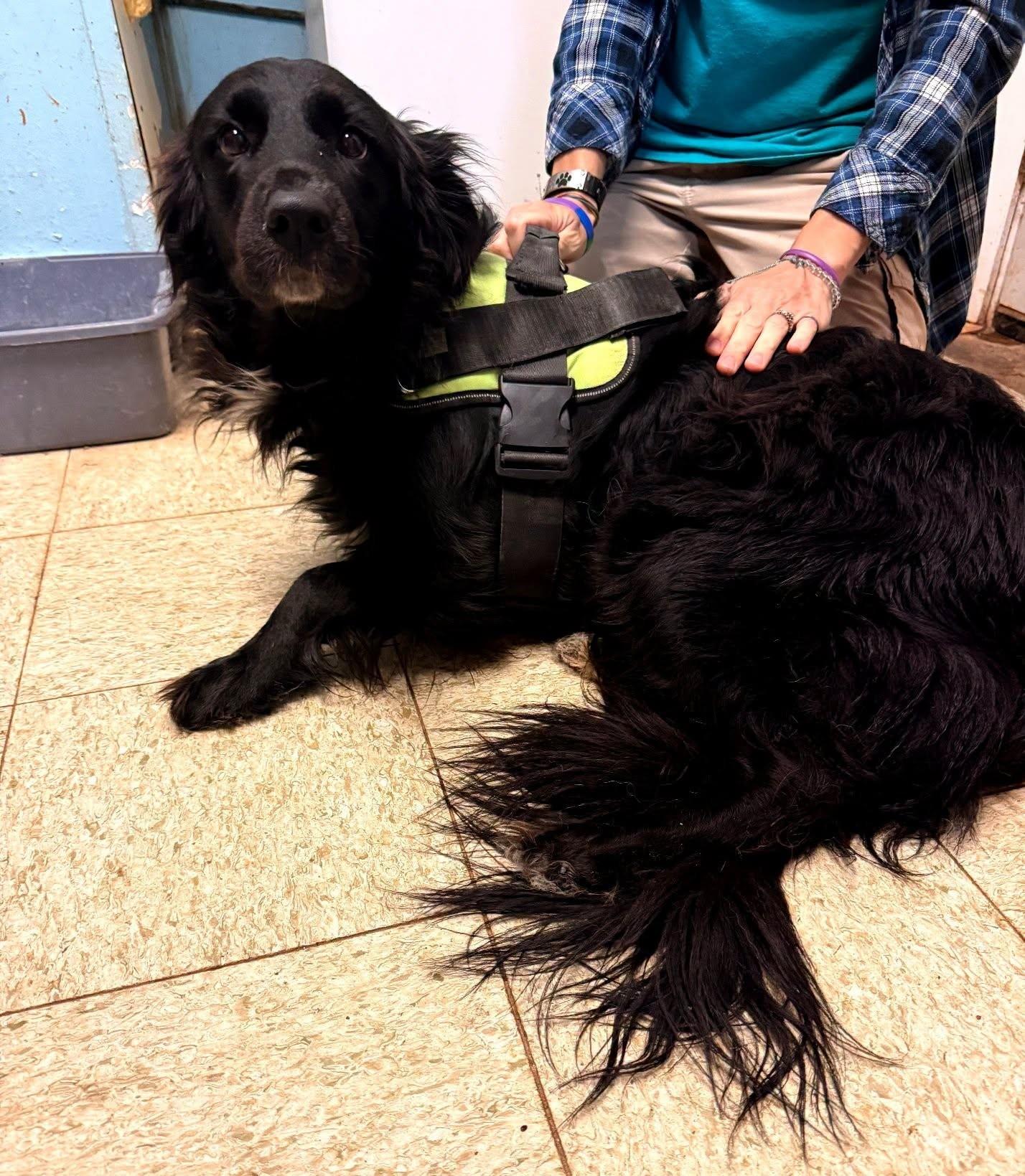 Kozy, ADOPTABLE, Young Female Black Labrador Retriever & Australian Shepherd.