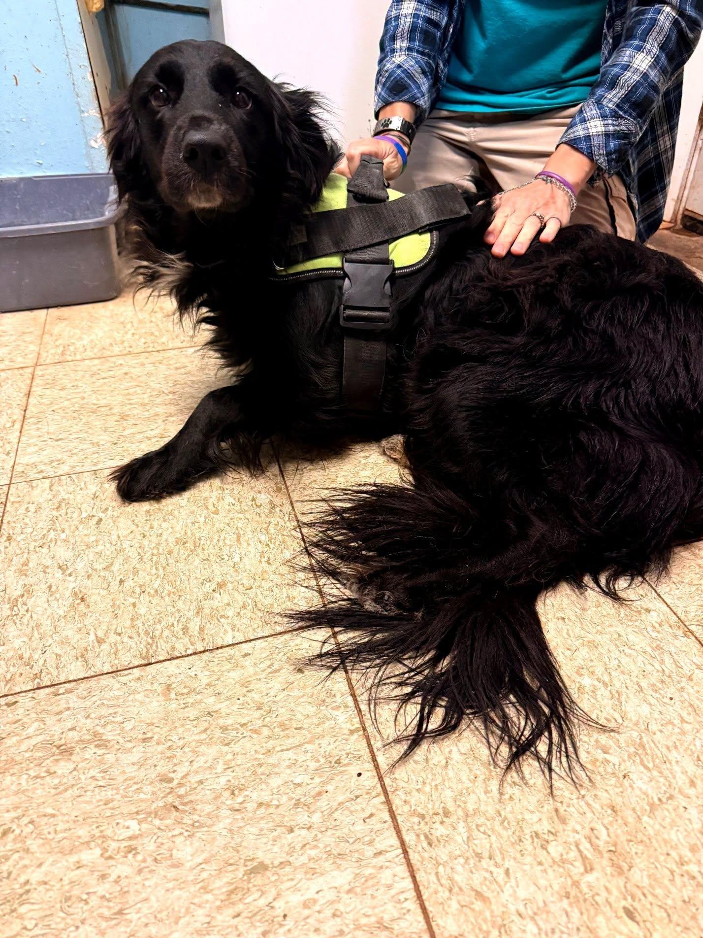 Enlarge Kozy, a ADOPTABLE mixed breed in Metropolis, IL image 5/5