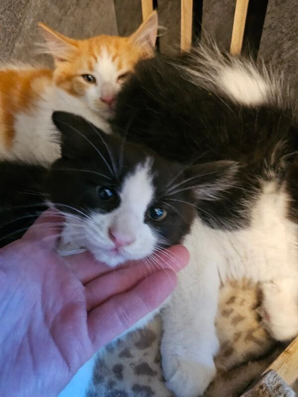 Vera, Adoptable, Young Female Domestic Medium Hair.