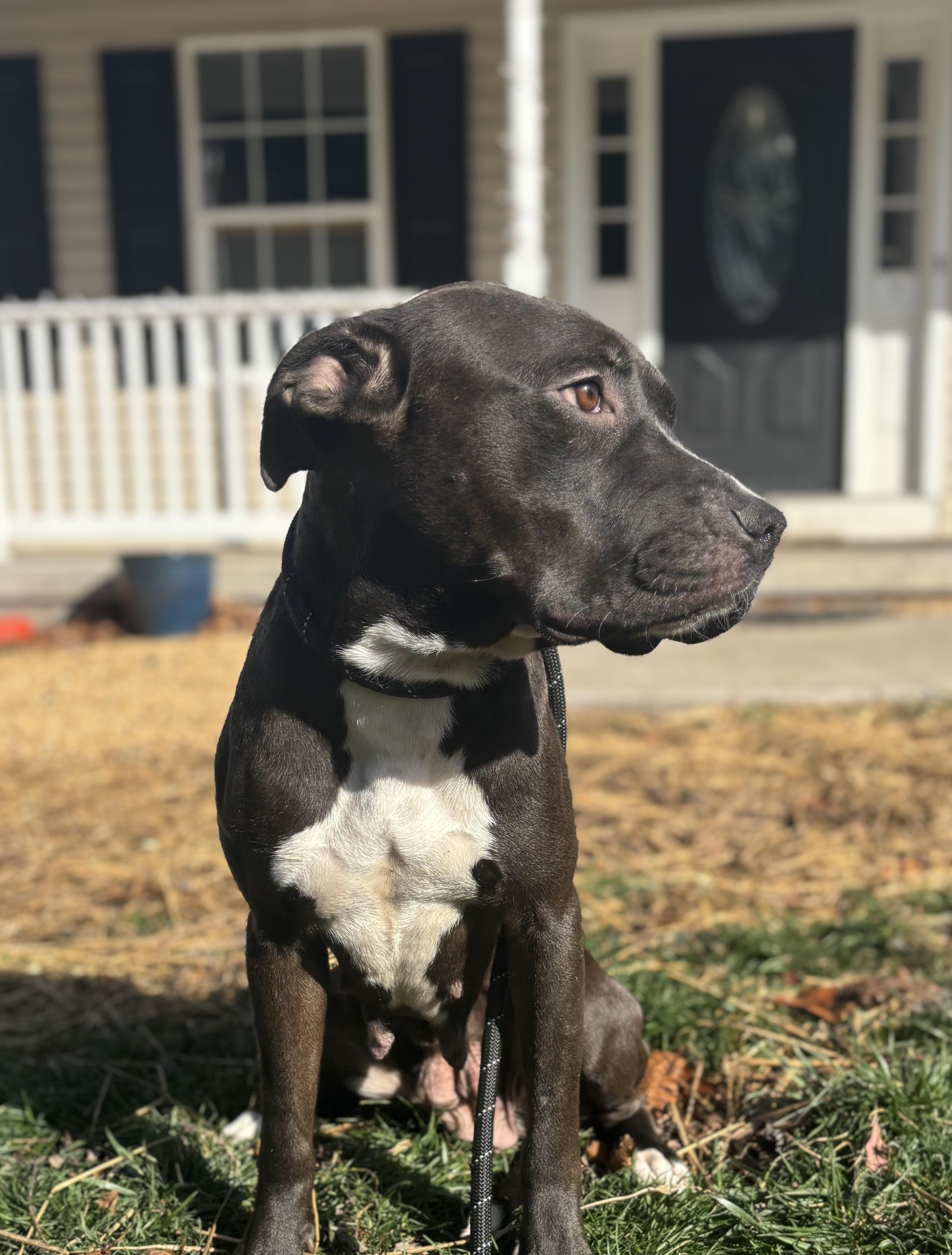Bella, ADOPTABLE, Adult Female Pit Bull Terrier.