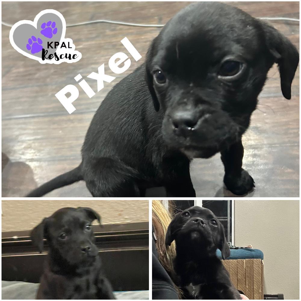 Pixel - Byte Litter, Adopted, Puppy Male Pug & Boxer.