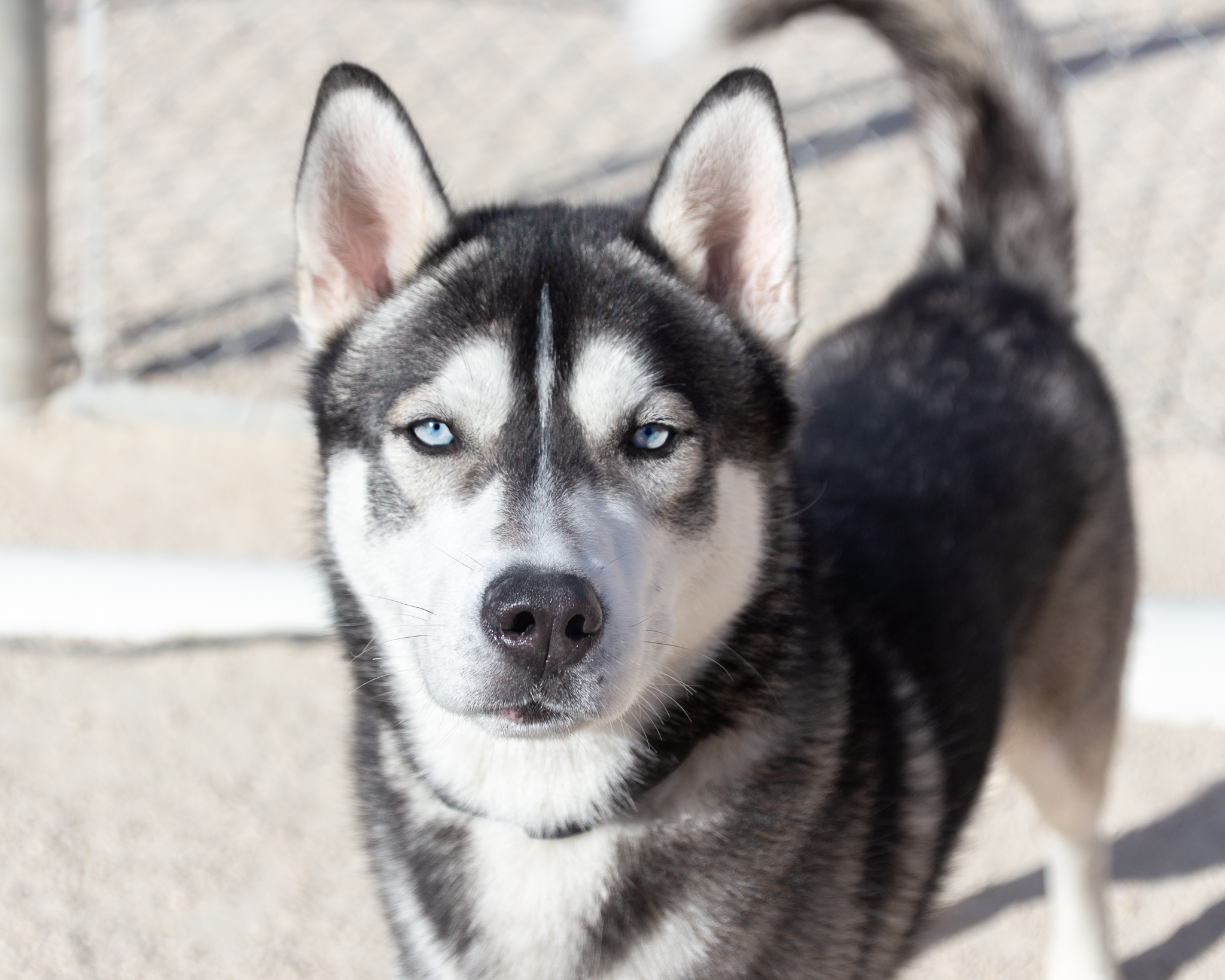 Dog for adoption Triton, an Alaskan Malamute Mix in Winnipeg, MB