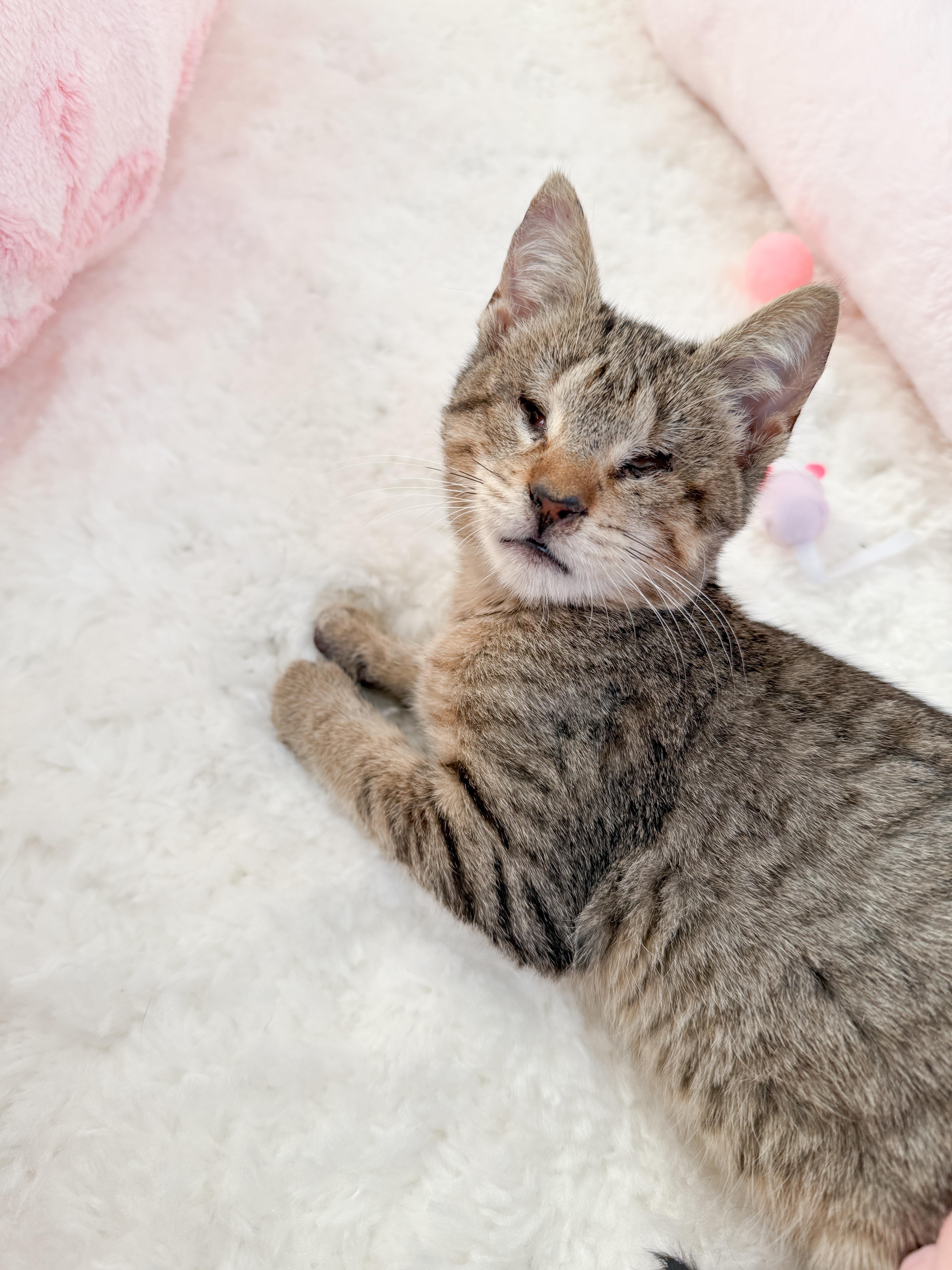 Atticus (Blind), adopted, Young Male Tabby.