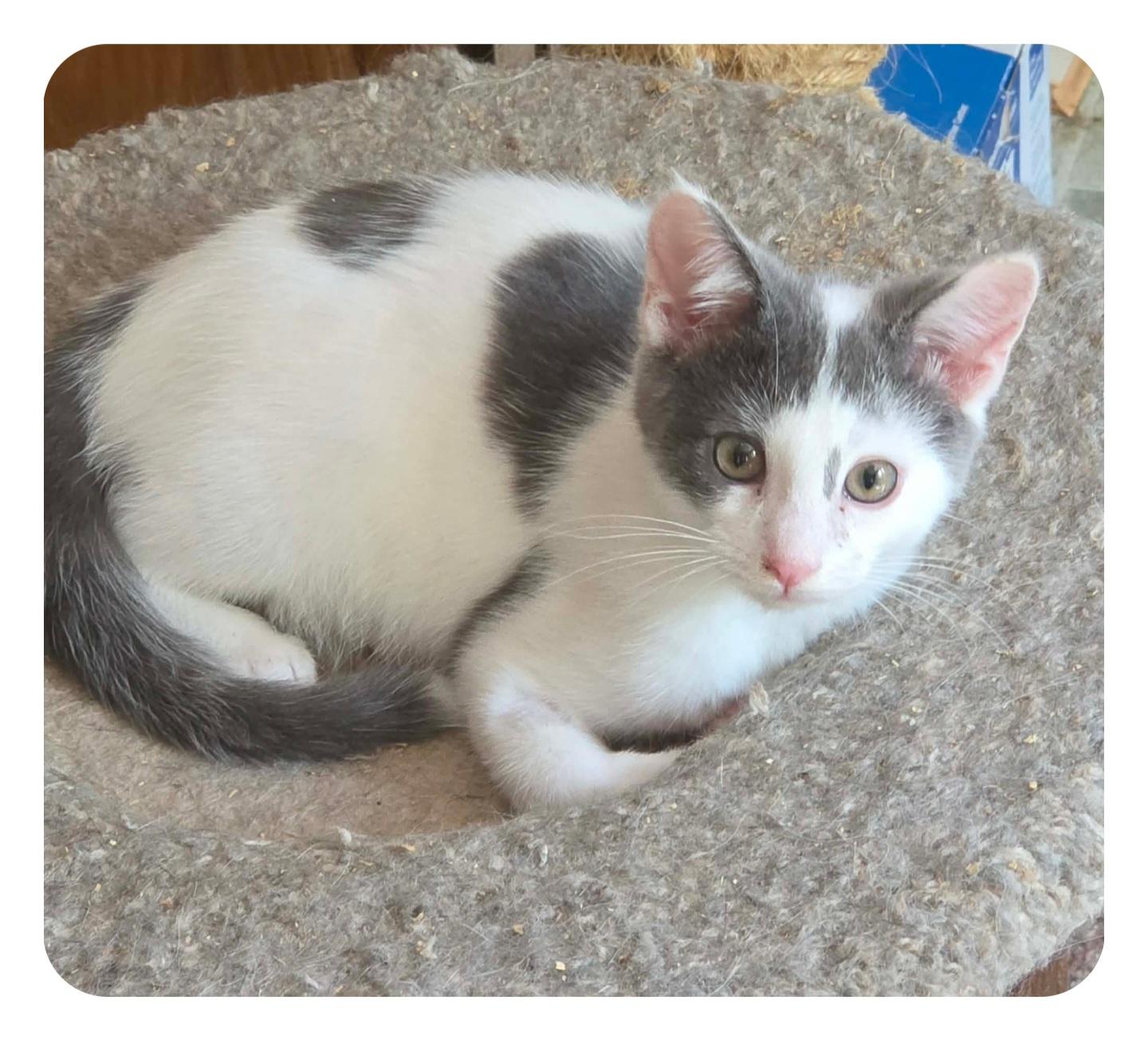 Enlarge LEON, a ADOPTABLE Domestic Short Hair in Harrison, MI image 3/3