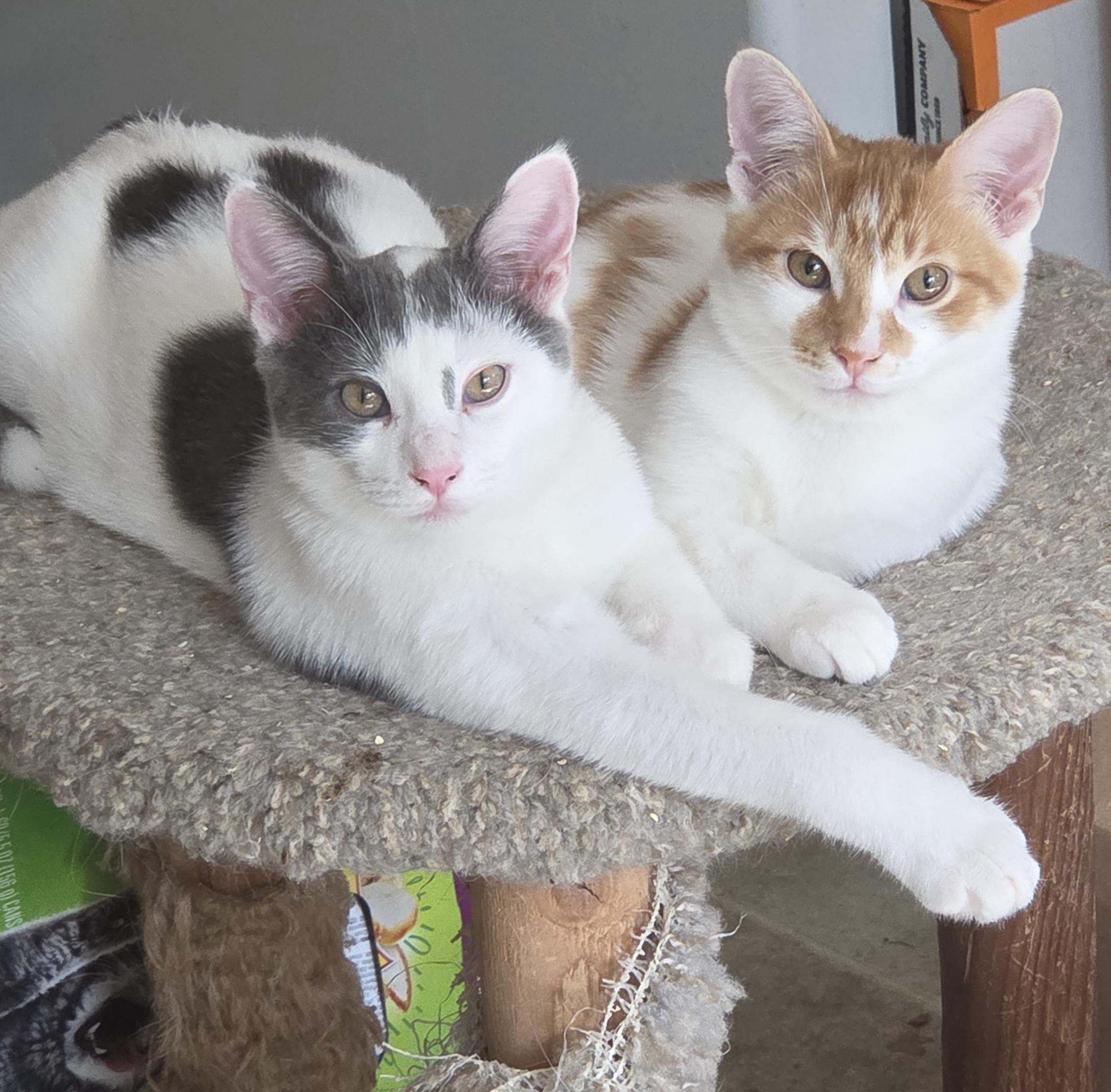 LEON, ADOPTABLE, Young Male Domestic Short Hair.
