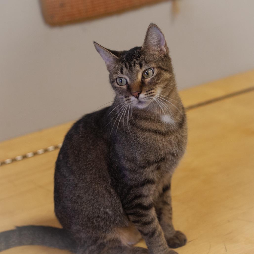 Enlarge Thema, a Adoptable Domestic Short Hair in Ponte Vedra, FL image 1/5