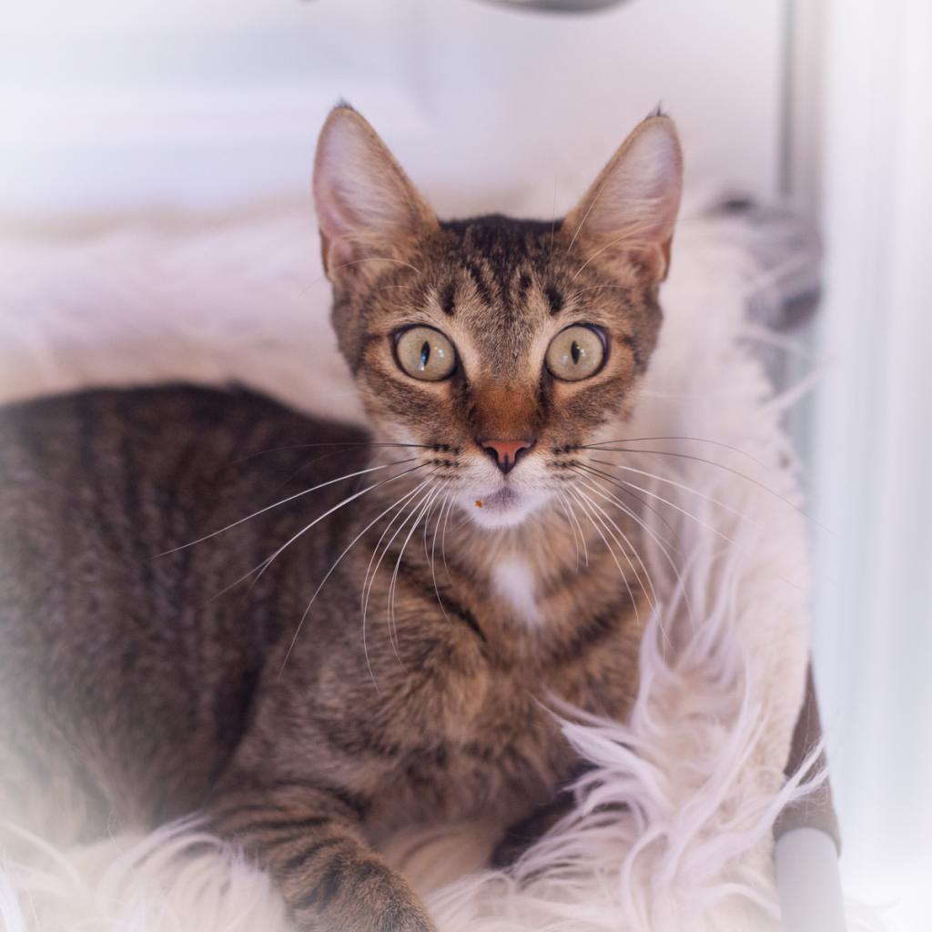 Enlarge Thema, a Adoptable Domestic Short Hair in Ponte Vedra, FL image 2/5