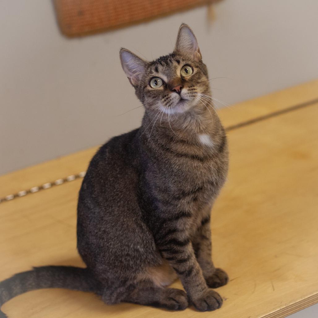 Enlarge Thema, a Adoptable Domestic Short Hair in Ponte Vedra, FL image 3/5