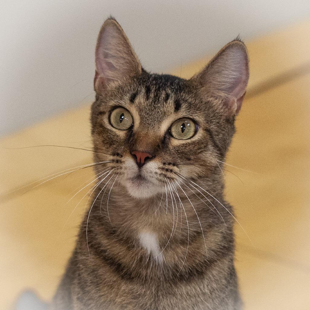 Enlarge Thema, a Adoptable Domestic Short Hair in Ponte Vedra, FL image 5/5