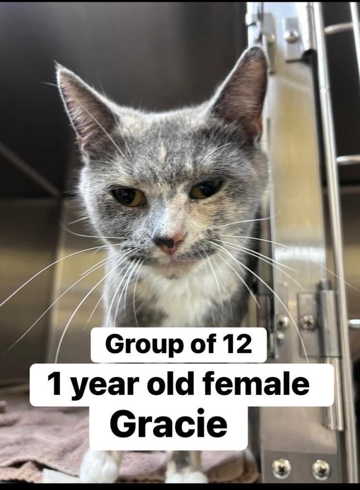 Gracie, Adoptable, Kitten Female Domestic Short Hair & Domestic Short Hair.