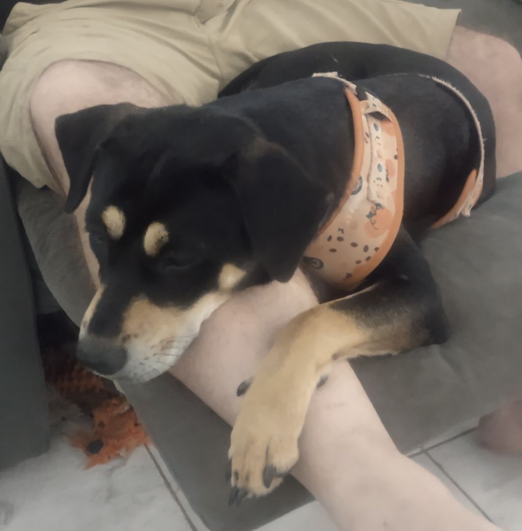 Enlarge Mina (NJ), a Adopted Mixed Breed in Morristown, NJ image 2/5