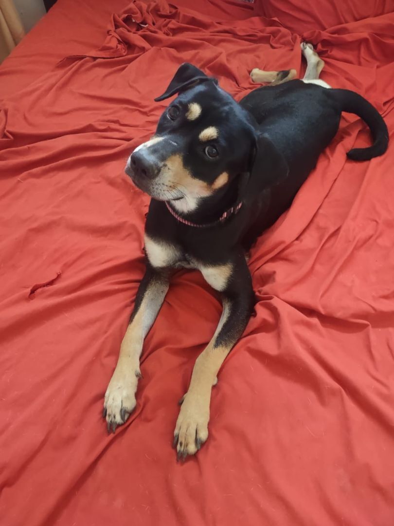 Enlarge Mina (NJ), a Adopted Mixed Breed in Morristown, NJ image 3/5