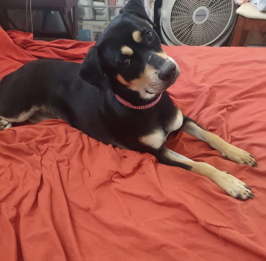 Enlarge Mina (NJ), a Adopted Mixed Breed in Morristown, NJ image 4/5