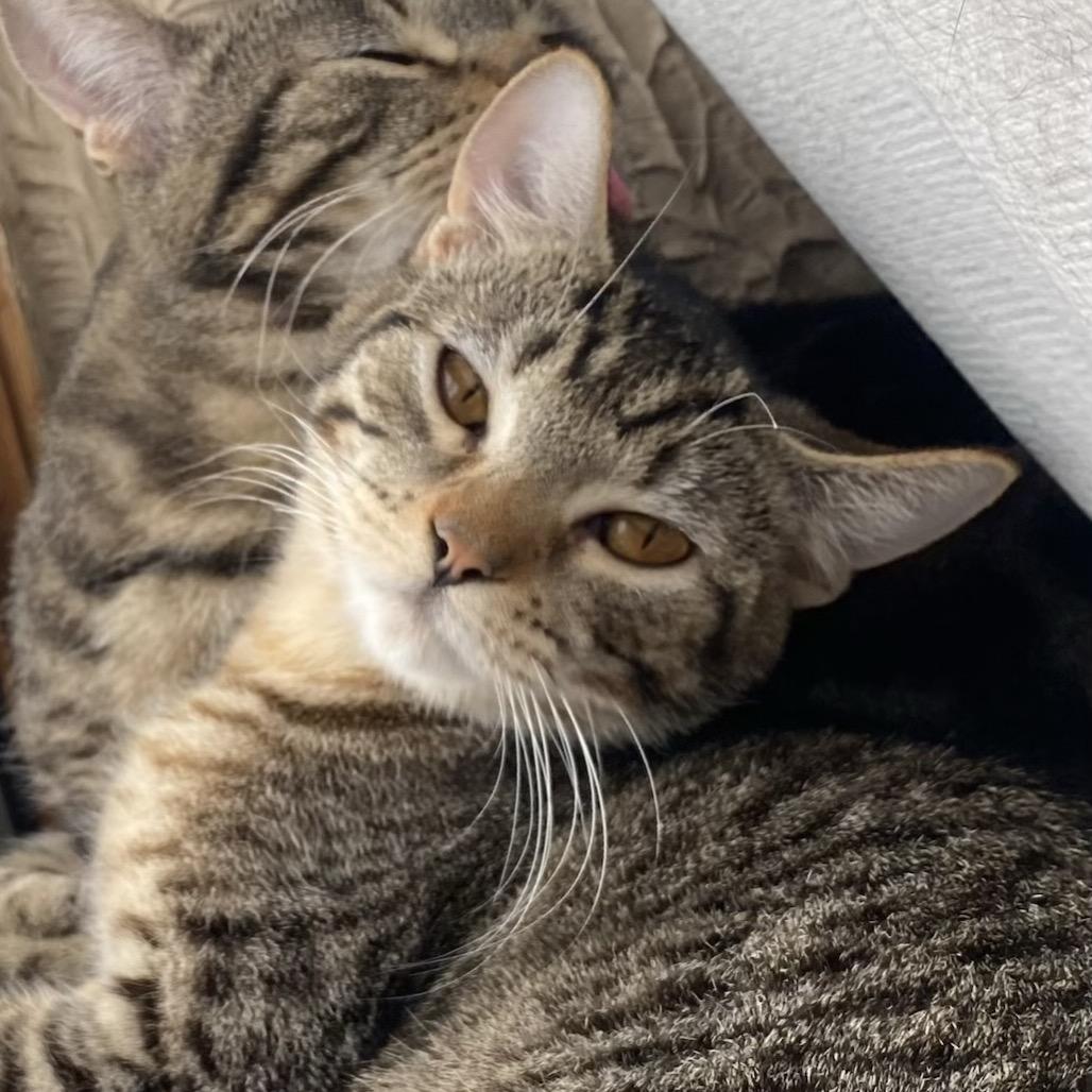 Enlarge Stick Stickly, a Adoptable Domestic Short Hair in Columbia Heights, MN image 2/6