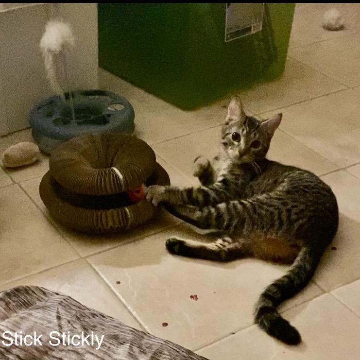 Enlarge Stick Stickly, a Adoptable Domestic Short Hair in Columbia Heights, MN image 3/6