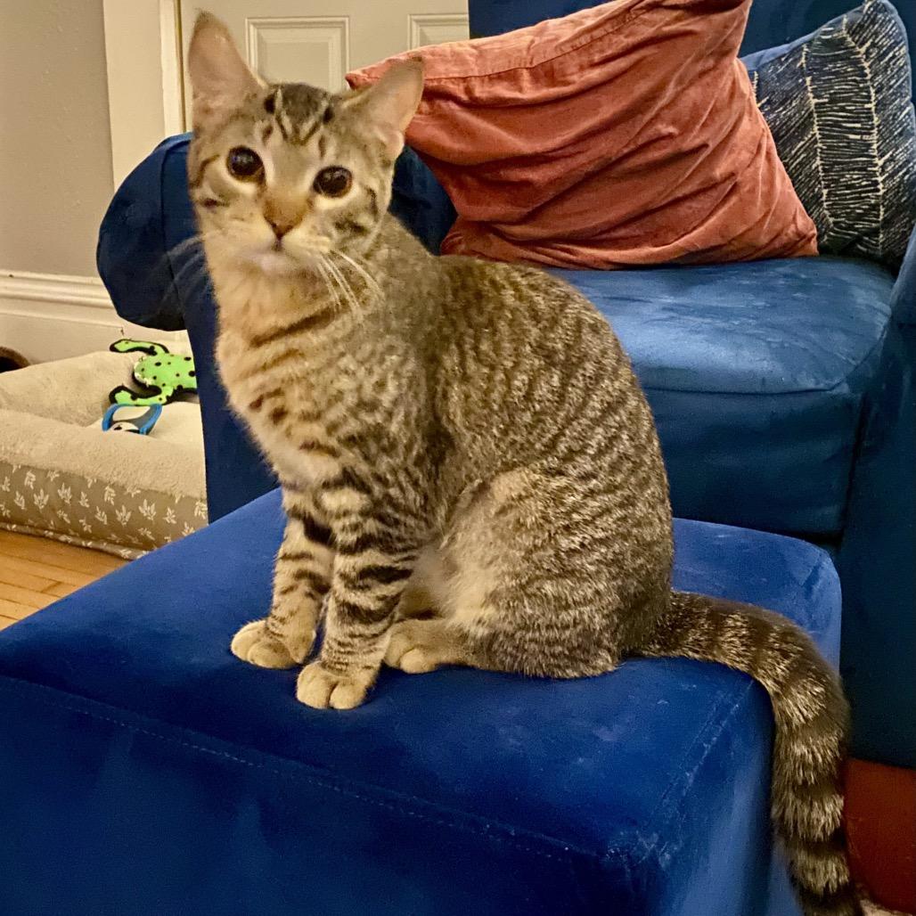 Enlarge Stick Stickly, a Adoptable Domestic Short Hair in Columbia Heights, MN image 5/6