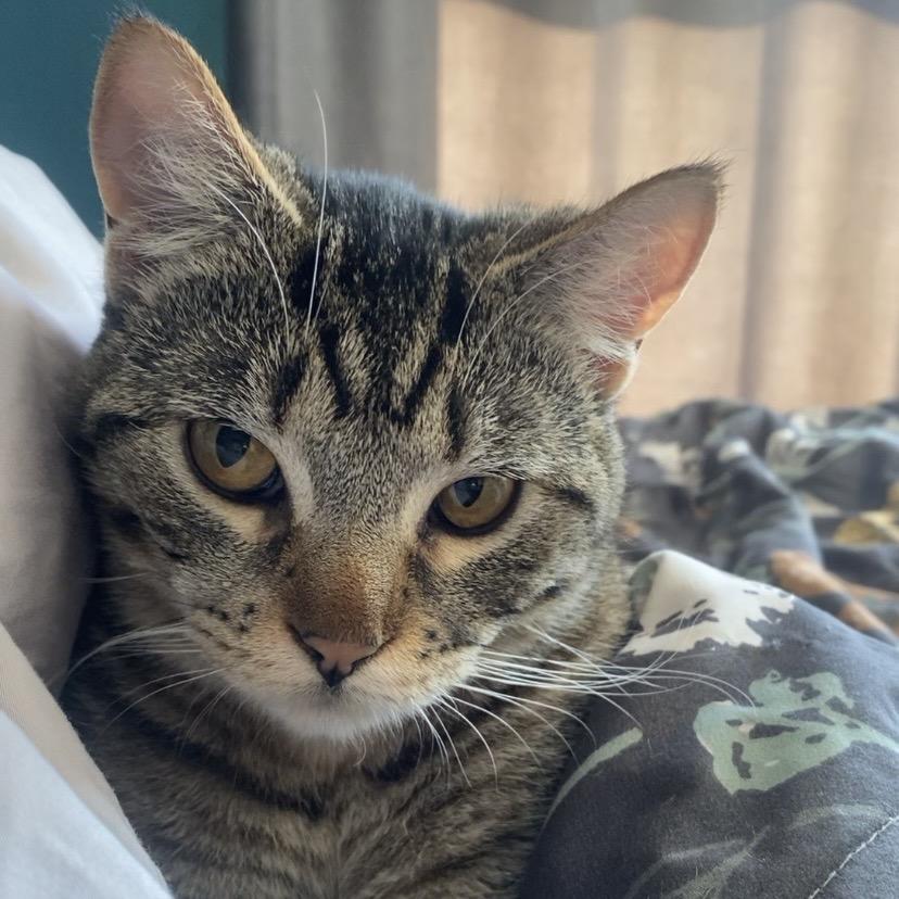 Stick Stickly, Adoptable, Adult Female Domestic Short Hair.