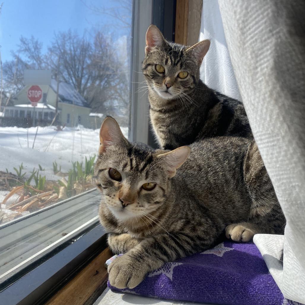 Enlarge Stick Stickly, a Adoptable Domestic Short Hair in Columbia Heights, MN image 6/6