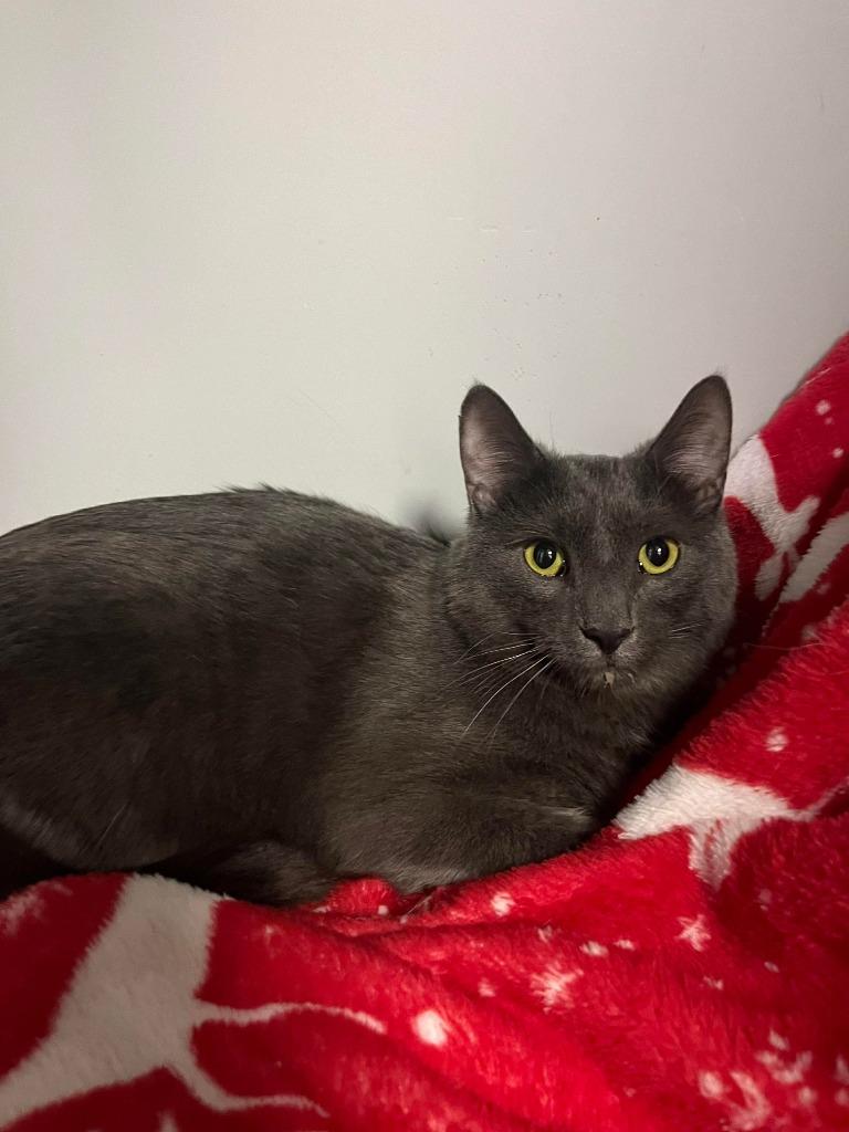 Enlarge Dodge, a Adoptable Domestic Short Hair in Arthur, ON image 2/6