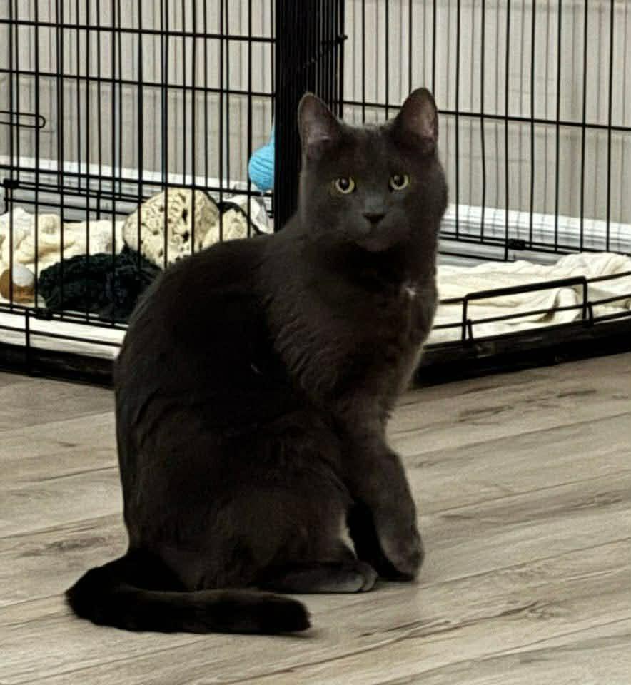 Enlarge Dodge, a Adoptable Domestic Short Hair in Arthur, ON image 3/6