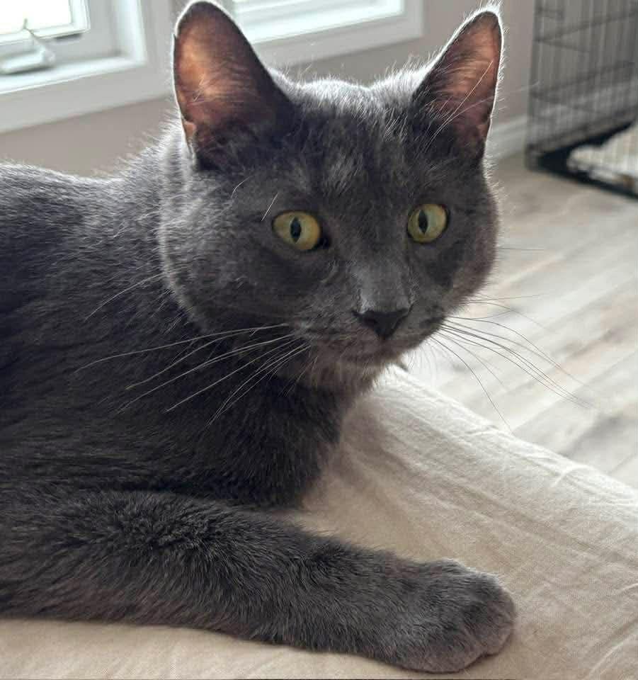 Enlarge Dodge, a Adoptable Domestic Short Hair in Arthur, ON image 4/6