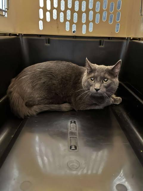 Enlarge Dodge, a Adoptable Domestic Short Hair in Arthur, ON image 5/6