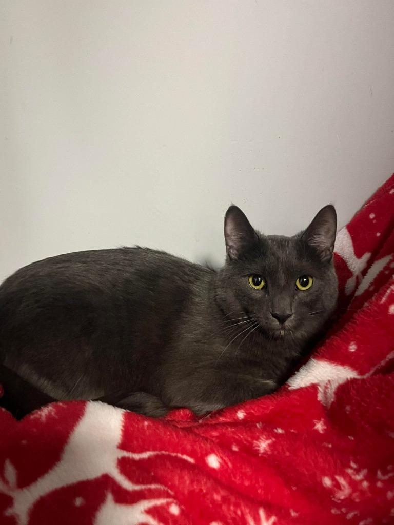 Enlarge Dodge, a Adoptable Domestic Short Hair in Arthur, ON image 6/6