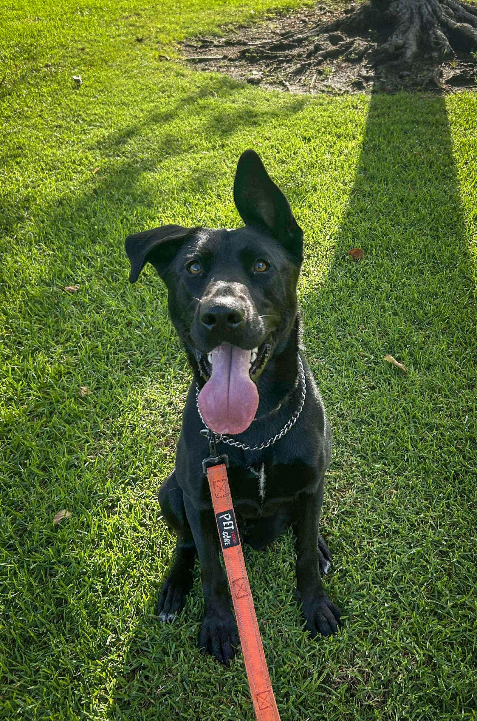Enlarge Libby, a Adoptable mixed breed in San Diego, CA image 1/3