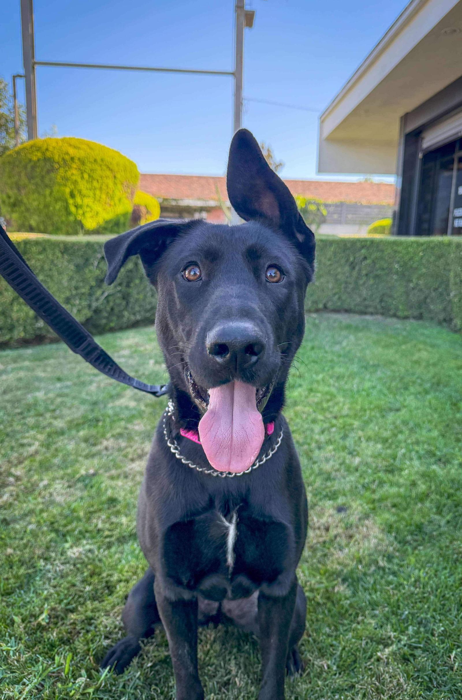 Enlarge Libby, a Adoptable mixed breed in San Diego, CA image 2/3