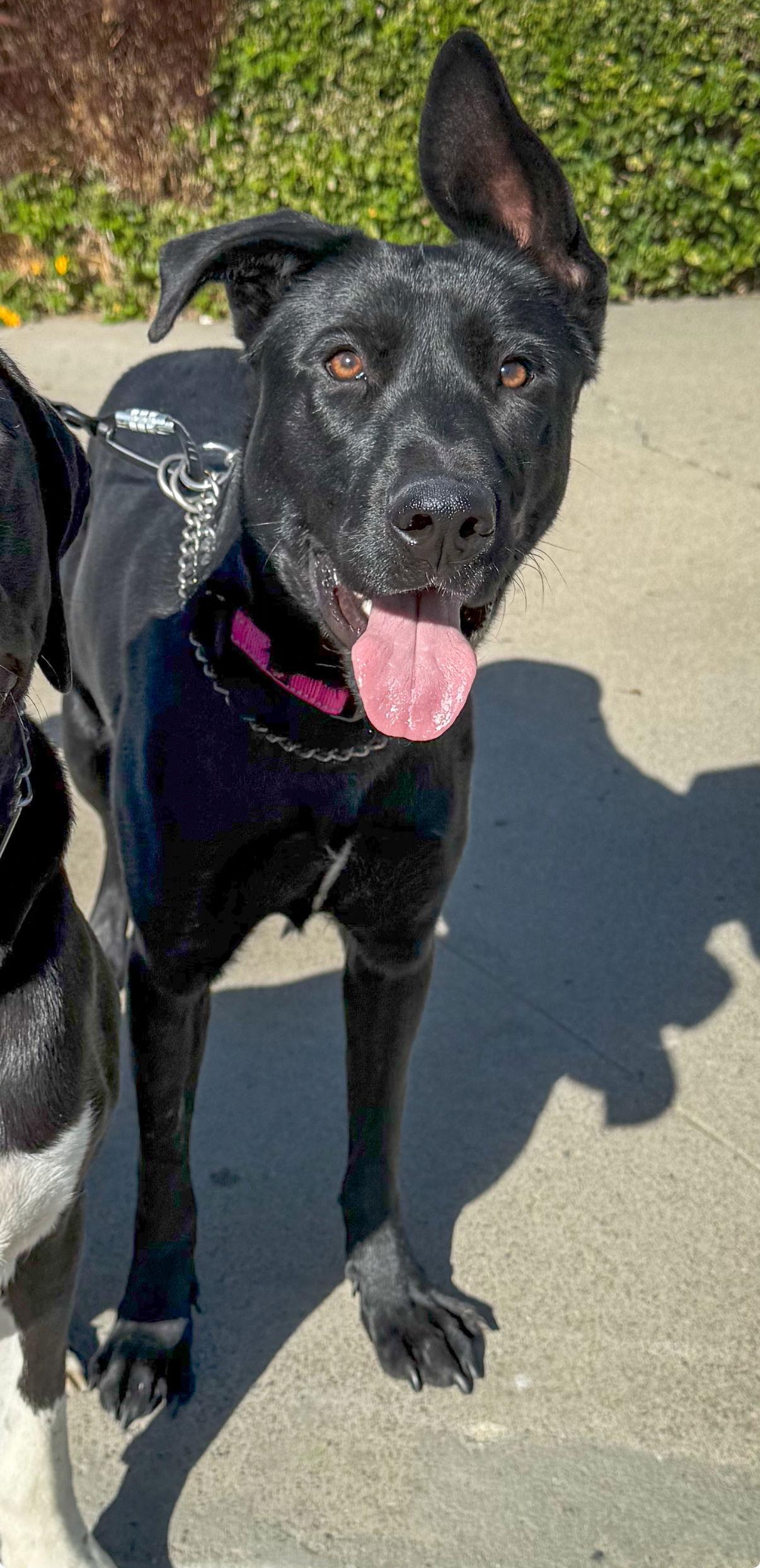 Enlarge Libby, a Adoptable mixed breed in San Diego, CA image 3/3