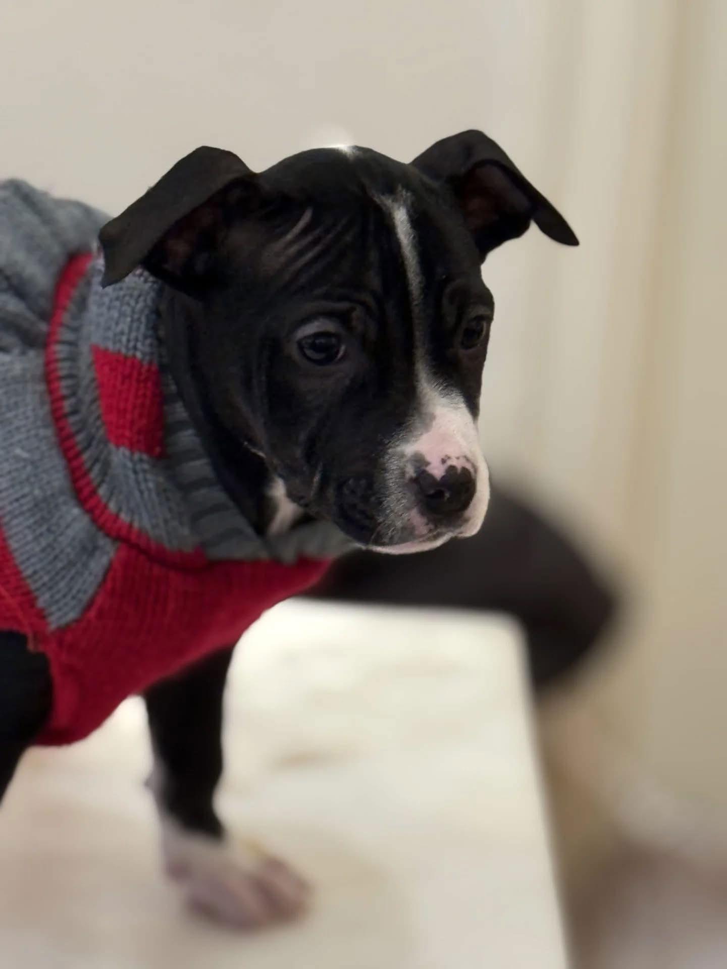 Asher, Adopted, Puppy Male American Bulldog.
